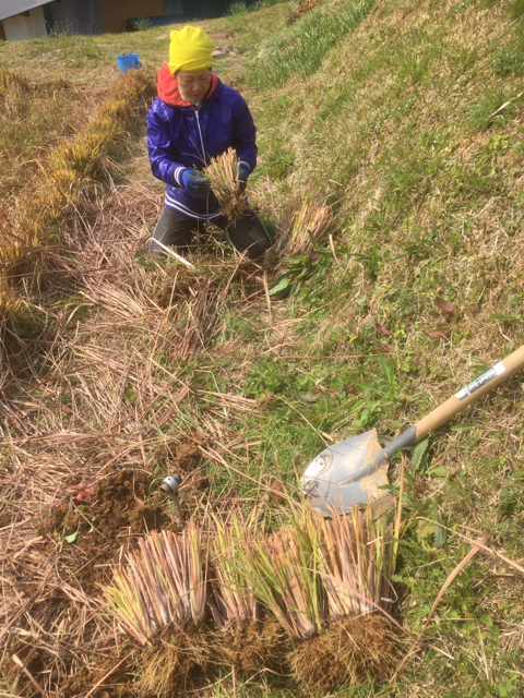 レモングラスの株分け もり農園の自然栽培日記